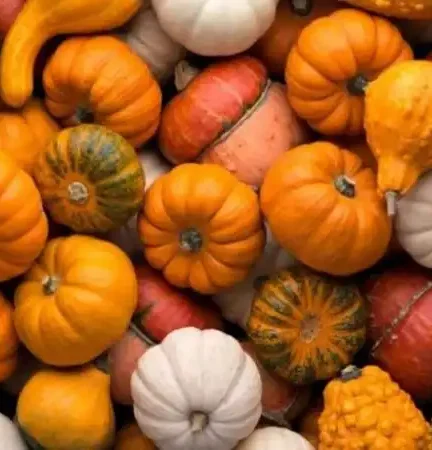 Benefits of Pumpkin