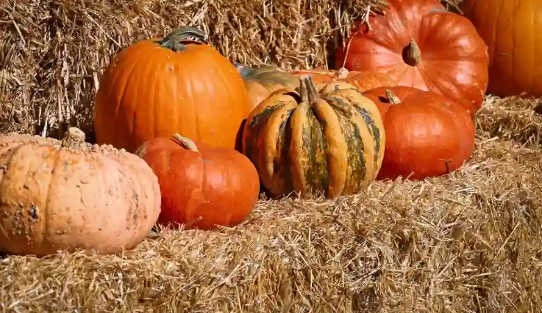 Is Pumpkin Good For You
